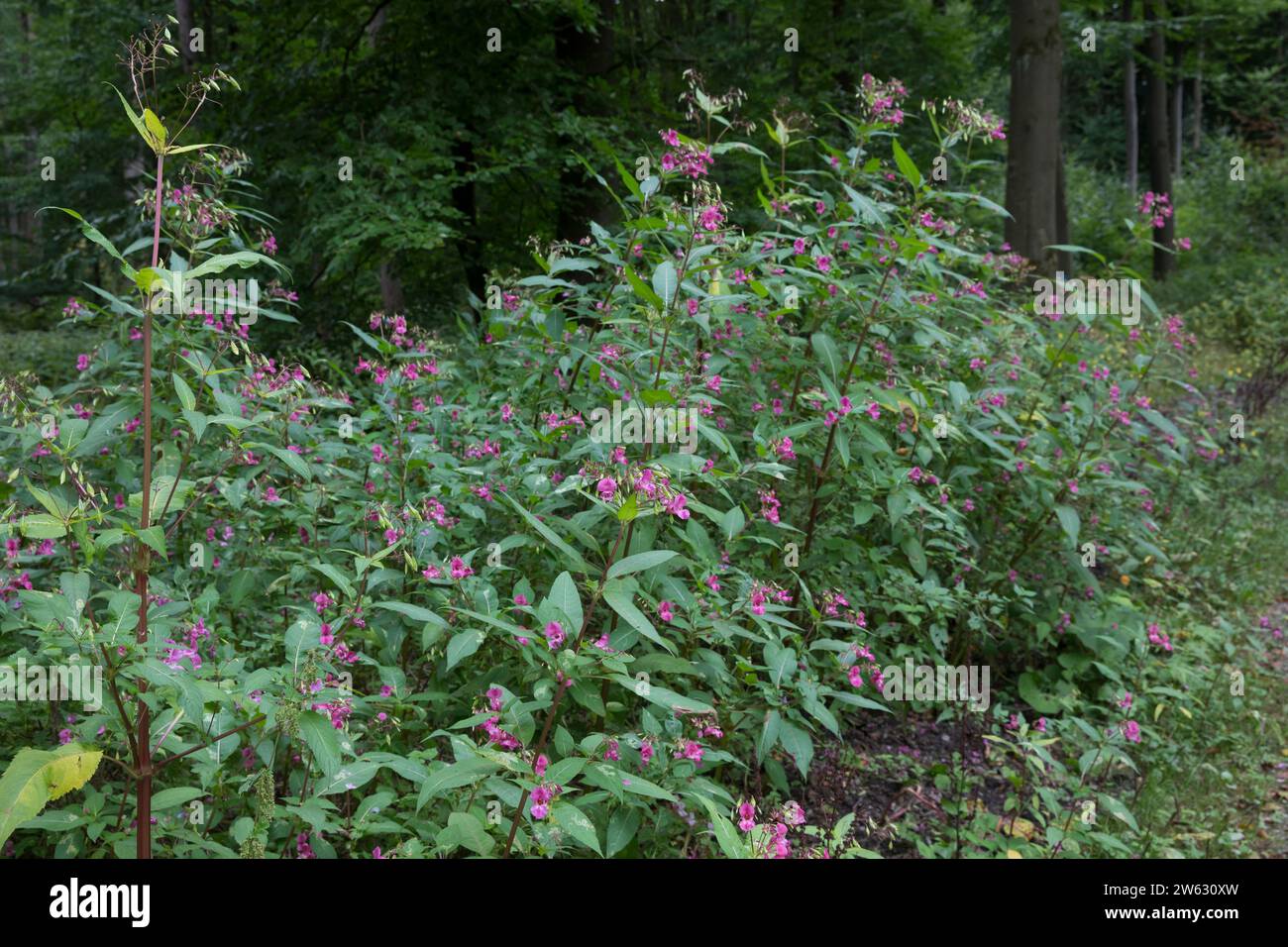 Indisches Springkraut, Drüsiges Springkraut, an einem Waldweg, Impatiens glandulifera, Himalayan Balsam, Policeman`s Helmet, La Balsamine de l'Himalay Stock Photo